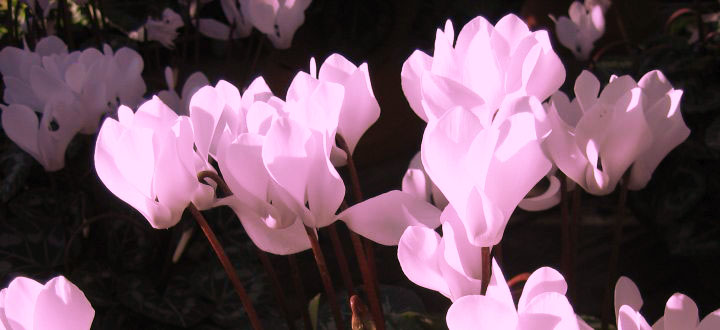 Alpenveilchen (Cyclamen)