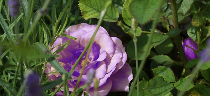 Lila Rosen für den Garten