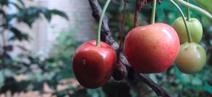 Kirschessigfliege im Garten bekämpfen